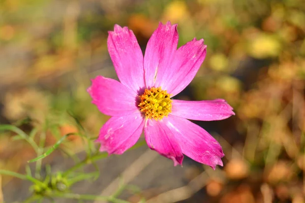 Różowe Kwiaty Cosmos Ogrodzie Cosmos Bipinnatu Cosmos Bipinnatus Cosmos Sulphureus — Zdjęcie stockowe