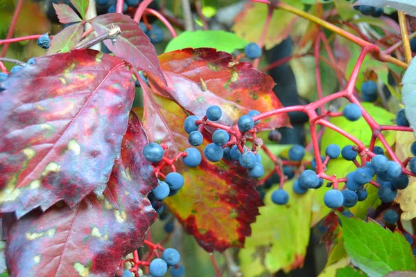 野生浆果小蓝葡萄与绿叶浆果在围栏上 — 图库照片