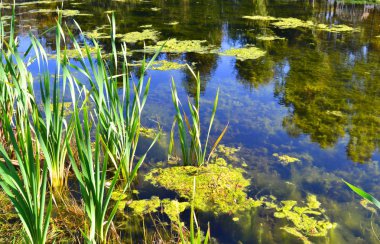 Marsh ile bir duckweed su ve su yüzeyi gökyüzünde bir yansımasıdır
