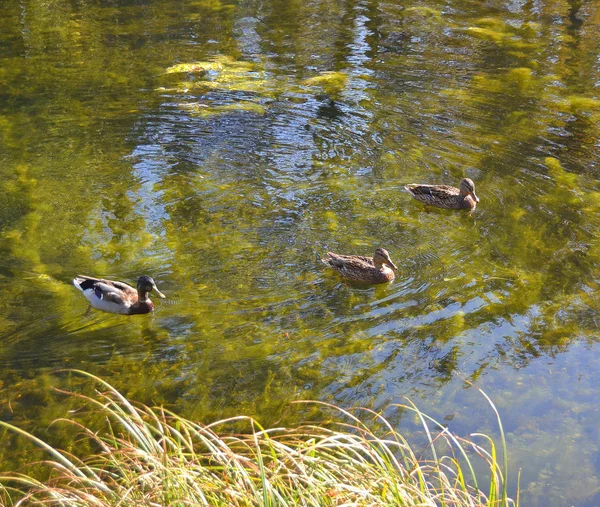 Ducks Swimming Winter Lake Male Female Ducks Freezing Water Sunny — Stock Photo, Image