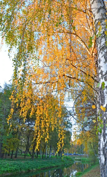 Autumn Leaves Birch Tree Close Fall Natural Background Yellow Orange — Stok fotoğraf