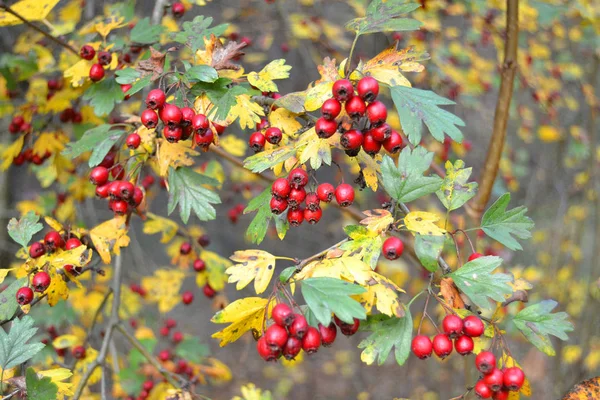 霍桑分支与散景的背景 红色秋天的野果 美丽的山梨与生动的颜色 — 图库照片