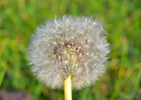 Bloomed Dandelion Nature Grows Green Grass Old Dandelion Closeup Nature — Stock Photo, Image