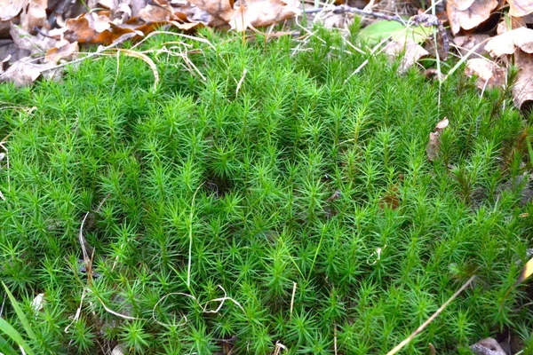 Tőzegmoha Sphagnum Palustre Sphagnum Vagy Tőzegmoha Girgenzona Sphagnum Girgensohnii Russ — Stock Fotó