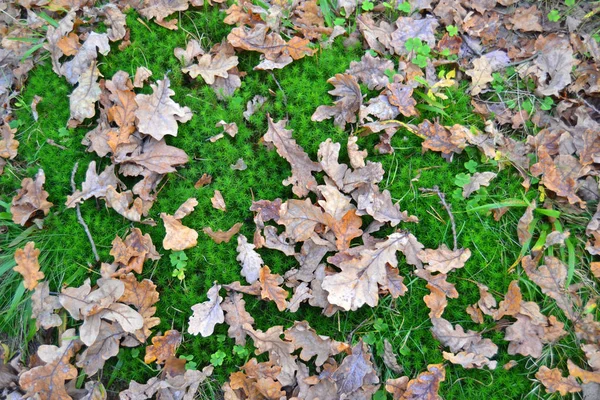 Цветная Осень Листья Концепт Кадр Фоне Мха — стоковое фото