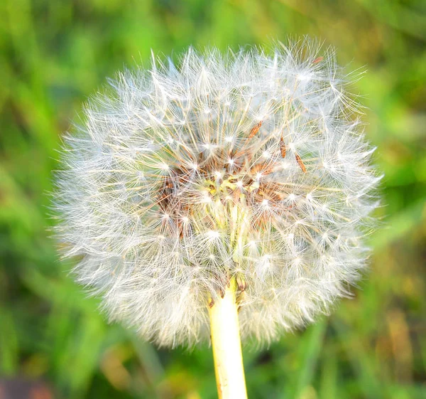 Blühender Löwenzahn Der Natur Wächst Aus Grünem Gras Alte Löwenzahn — Stockfoto