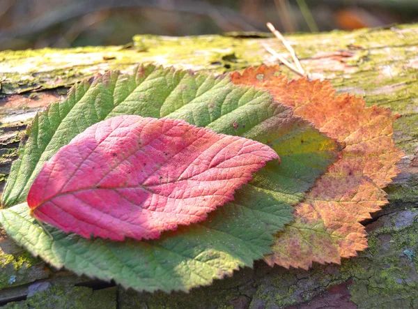 Gradiente Hojas Otoño Fondo Aire Libre Imagen Fondo Colorido Hojas — Foto de Stock