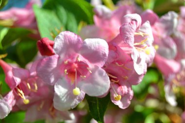 Güzel pembe çiçekler Weigela Florida. Weigela Florida 'nın çiçekleri. Güneşli bir günde bahar bahçesinde çiçek açan bir bahçe..