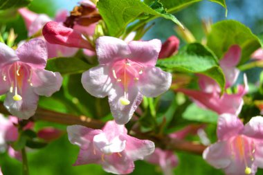 Güzel pembe çiçekler Weigela Florida. Weigela Florida 'nın çiçekleri. Güneşli bir günde bahar bahçesinde çiçek açan bir bahçe..