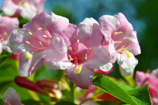 Piękne Różowe Kwiaty Weigela Florida Kwiaty Weigela Florida Kwitnący Ogród — Zdjęcie stockowe