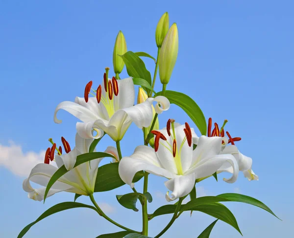 Białe Lilie Przeciwko Błękitne Niebo Kwitną Ogrodzie Latem — Zdjęcie stockowe