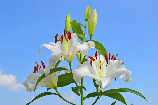 Białe Lilie Przeciwko Błękitne Niebo Kwitną Ogrodzie Latem — Zdjęcie stockowe