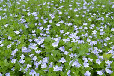 Güzel bahçe çiçekleri, yaz çiçeği arka planı. Veronica filiforis Slender Speedwell bahçede küçük mavi çiçekler açtı. Bahar teması için mükemmel bir arka plan. Seçici odak.