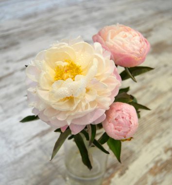 Vazoda pembe şakayık demeti, tonlu görüntü. Açık arkaplanda taze pembe şakayıklar. Taze, parlak şakayık çiçekleri. Kart Konsepti, kopyalama alanı