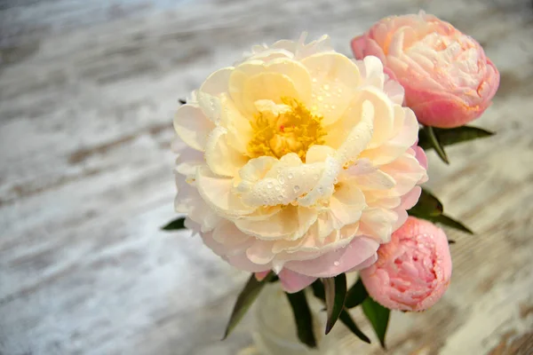 Buquê Peônia Rosa Vaso Imagem Tonificada Bando Fresco Peônias Rosa — Fotografia de Stock