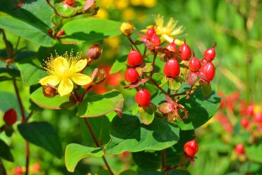 Bir Shrubby Saint Johns Wort (hypericum adrosaemum) çiçeğinin çiçeğinin makro çekimi.