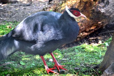 Çimenlerin üzerinde oturan kahverengi kulaklı bir sülünün, Asya 'daki Çin' den gelen tropikal bir kuşun, savunmasız hayvan türünün yakın çekimi.