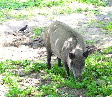 Yaban domuzu sisli bir sabahta ormanda yürüyor ve başka tarafa bakıyor. Doğal ortamdaki vahşi yaşam. Sus scrofa, yemek arayan büyük yaban domuzu, büyük yaban domuzu. Doğa ve hayvanlar konsepti