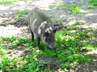 Yaban domuzu sisli bir sabahta ormanda yürüyor ve başka tarafa bakıyor. Doğal ortamdaki vahşi yaşam. Sus scrofa, yemek arayan büyük yaban domuzu, büyük yaban domuzu. Doğa ve hayvanlar konsepti