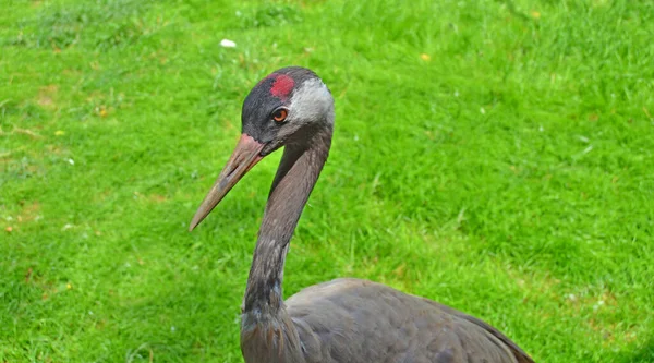 Ein Grauer Kran Blickt Die Kamera Die Wilde Natur — Stockfoto