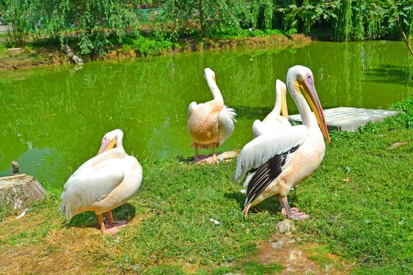 Flock Great White Pelicans Pelecanus Onocrotalus Also Known Eastern White — Stock Photo, Image
