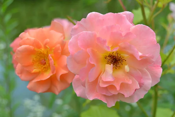 Abraham Darby Roos Heeft Bloemen Die Tinten Hebben Van Roze — Stockfoto