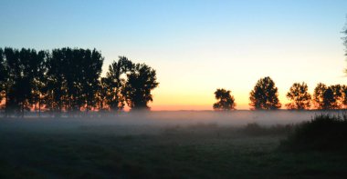 Yeşil çimen, lupin filizleri, ufukta sis, ön planda ağaçlar ve bulutlu gökyüzü olan bir bahar tarlasında gün doğumu. Yeşil çimenli bir bahar tarlasında gün doğumu, lupin filizleri, ufukta sis, bulutlu gökyüzü.