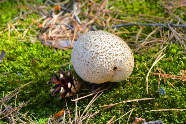 Paddestoel Regenjas Parel Herfst Zonnige Bos — Stockfoto