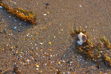 deniz kıyısında Rapan kabuğu