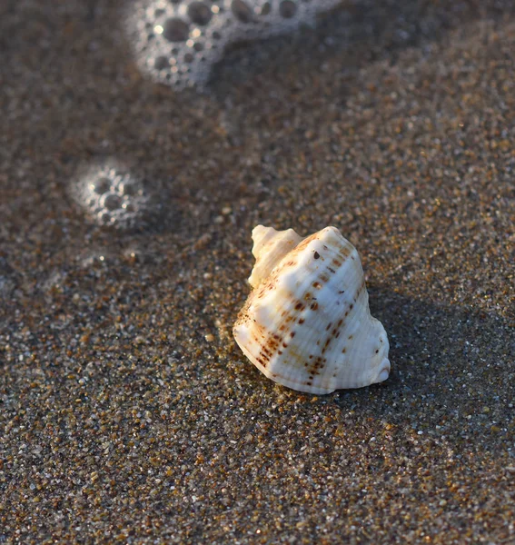 Tengeri Parti Rapan Shell — Stock Fotó