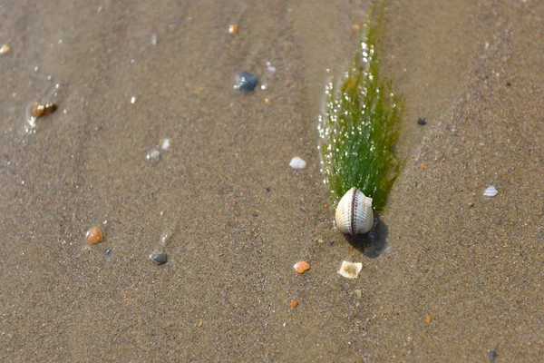 Κοχύλι Φύκια Στην Αμμώδη Ακτή — Φωτογραφία Αρχείου
