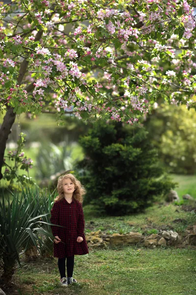 咲くりんごの木の下に市松模様のドレスで巻き毛の小さな女の子 — ストック写真
