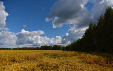 manzara yulaf arka planda bulutlar ve orman alanının