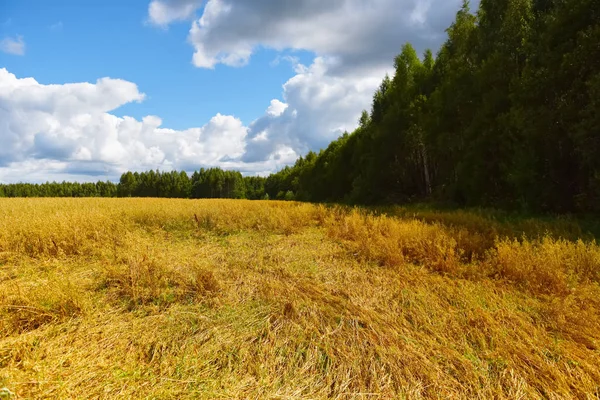 Landschaft Eines Haferfeldes Vor Dem Hintergrund Von Wald Und Wolken — Stockfoto