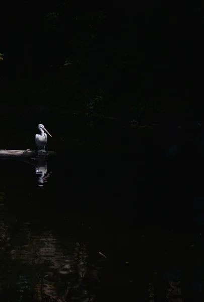 Взрослый Пеликан Темной Воде — стоковое фото