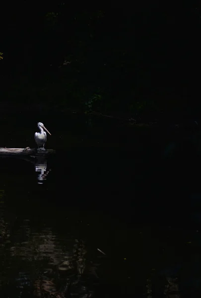 Adult Pelican Mörka Vatten — Stockfoto