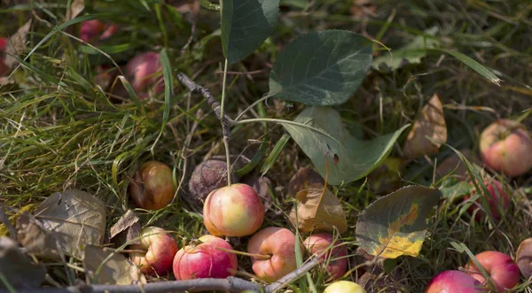 Manzanas Rojas Maduras Ramas Con Hojas Verdes — Foto de Stock