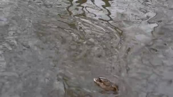 Patos Salvajes Río Invierno — Vídeos de Stock