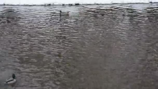 Patos Salvajes Río Invierno — Vídeos de Stock