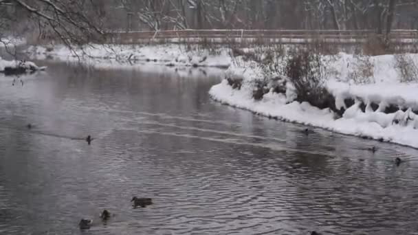 Anatre Selvatiche Nel Fiume Inverno — Video Stock