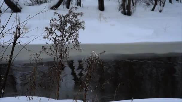 Orilla Del Río Nieve Invierno Parque — Vídeos de Stock