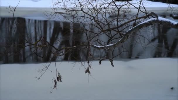 Orilla Del Río Nieve Invierno Parque — Vídeos de Stock