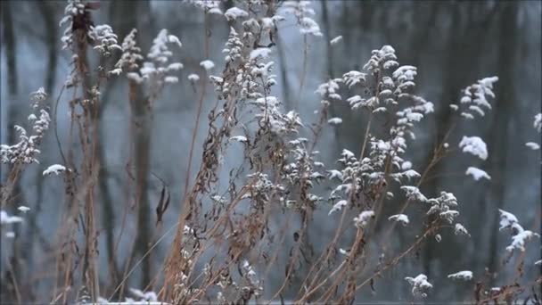 River Bank Snow Winter Park — Stock Video