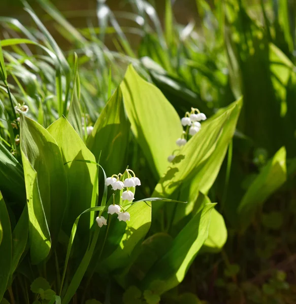 Lilies Valley Spring Flowers — Stock Photo, Image