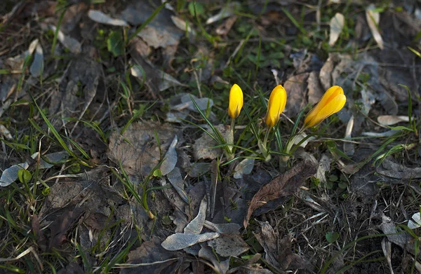 First Spring Flowers Green Grass — Stock Photo, Image