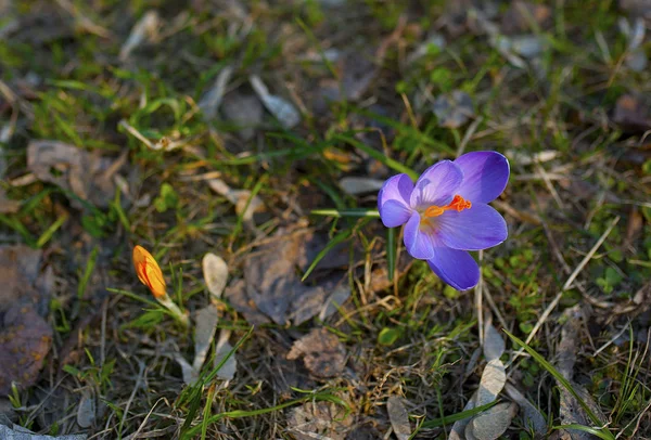 First Spring Flowers Green Grass — Stock Photo, Image