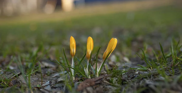 First Spring Flowers Green Grass — Stock Photo, Image