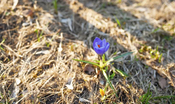 First Spring Flowers Green Grass — Stock Photo, Image