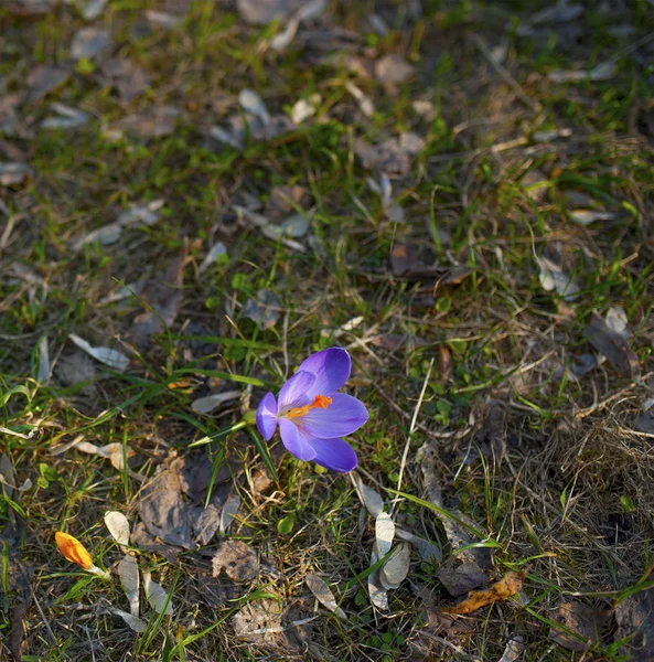 Πρώτη Άνοιξη Λουλούδια Και Πράσινο Γρασίδι — Φωτογραφία Αρχείου