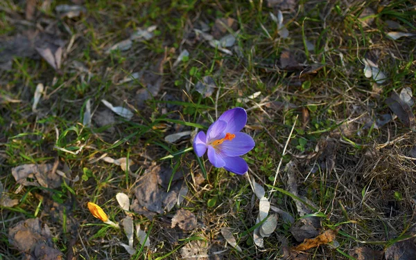 First Spring Flowers Green Grass — Stock Photo, Image